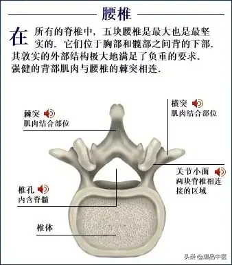 人体骨骼系统（好图）建议大家收藏