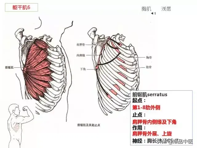 人体功能解剖