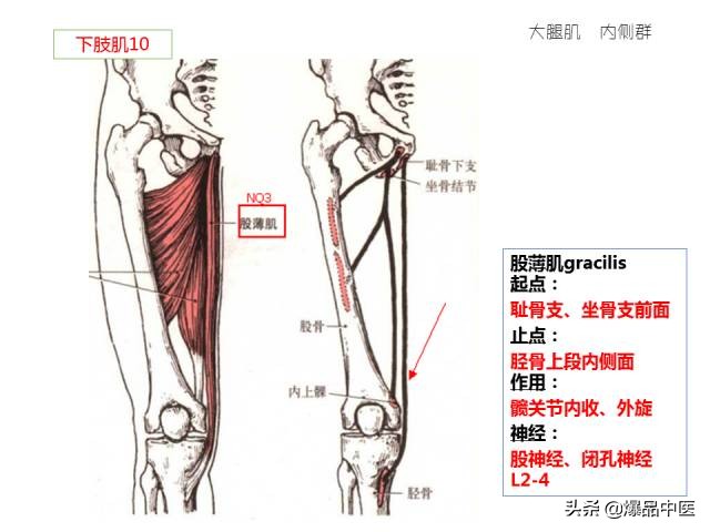 人体功能解剖