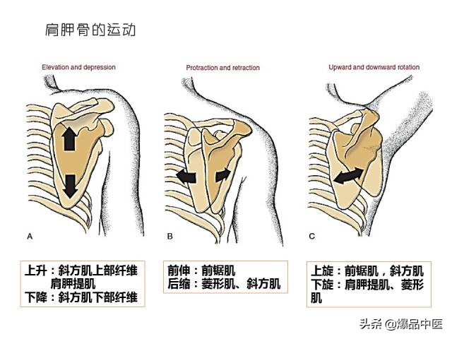 人体功能解剖