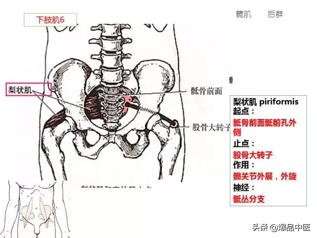 人体功能解剖