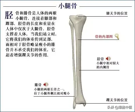 人体骨骼系统（好图）建议大家收藏