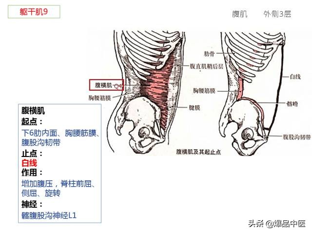 人体功能解剖