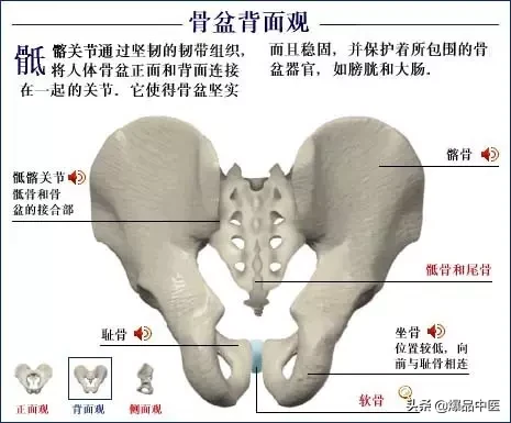 人体骨骼系统（好图）建议大家收藏