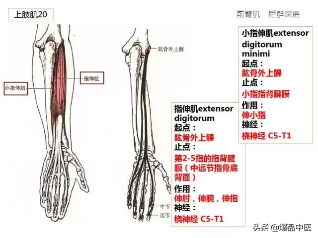 人体功能解剖