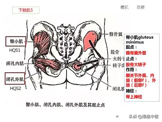 人体功能解剖