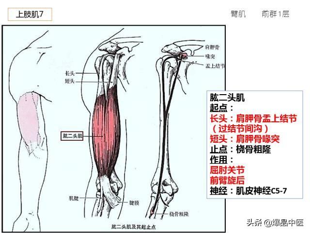 人体功能解剖