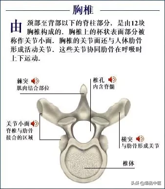 人体骨骼系统（好图）建议大家收藏