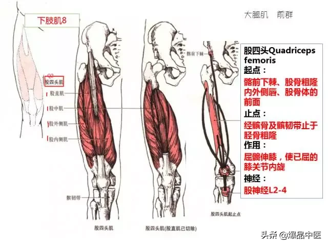 人体功能解剖