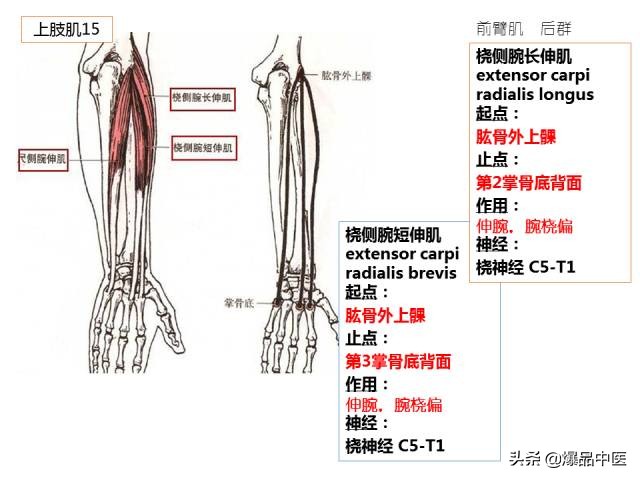 人体功能解剖