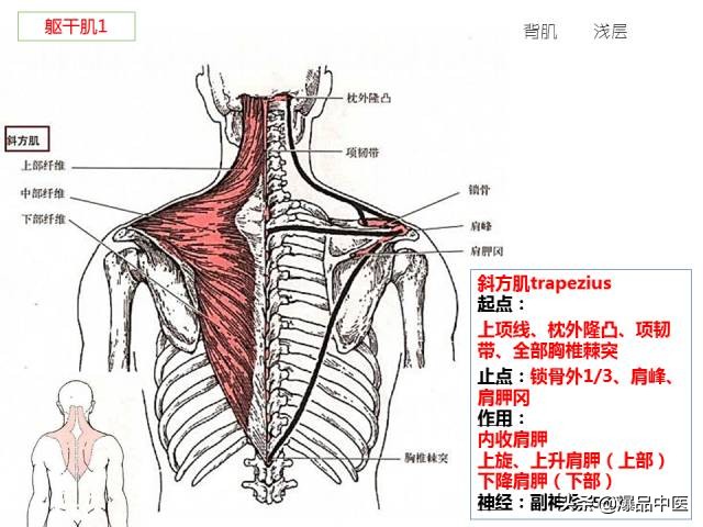 人体功能解剖