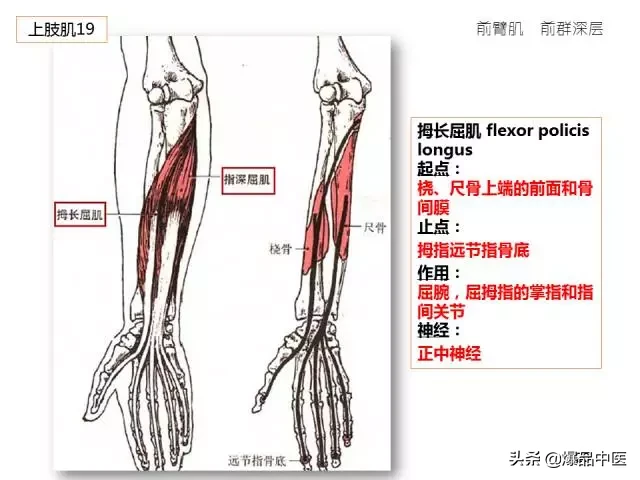 人体功能解剖