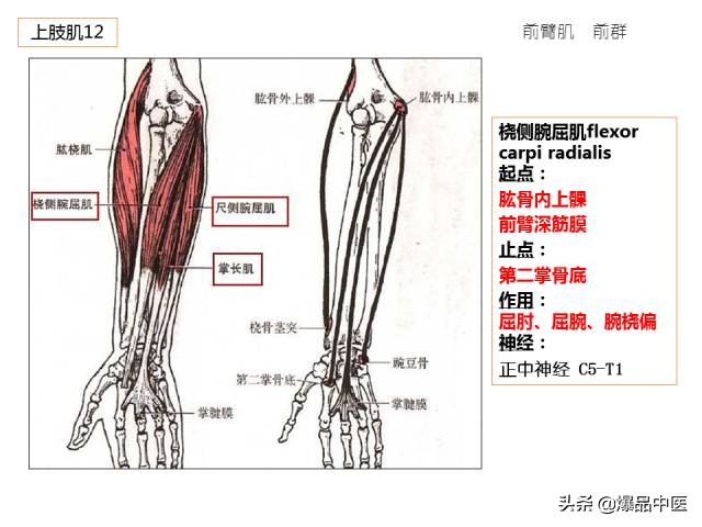 人体功能解剖