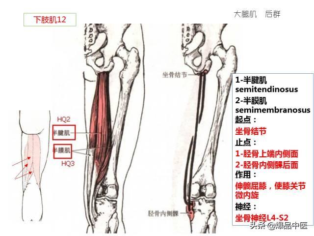 人体功能解剖