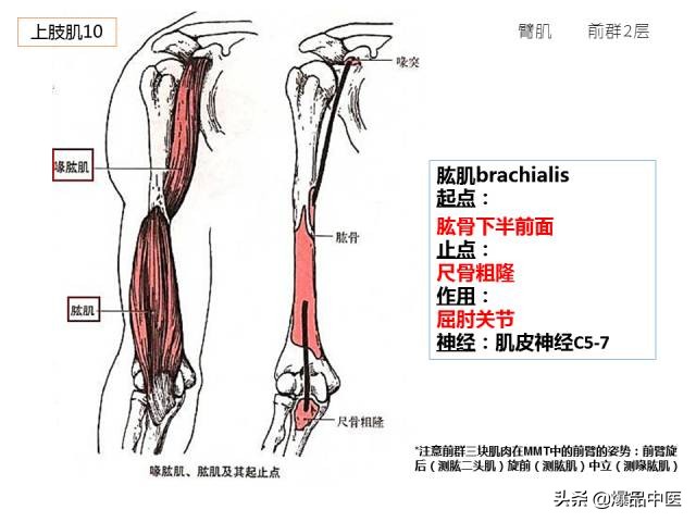 人体功能解剖