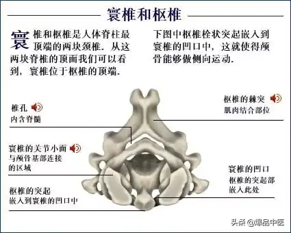 人体骨骼系统（好图）建议大家收藏