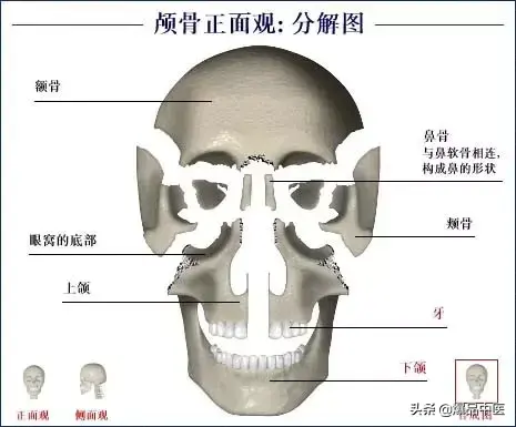 人体骨骼系统（好图）建议大家收藏