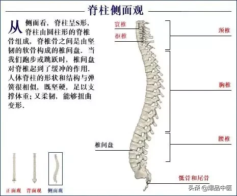 人体骨骼系统（好图）建议大家收藏