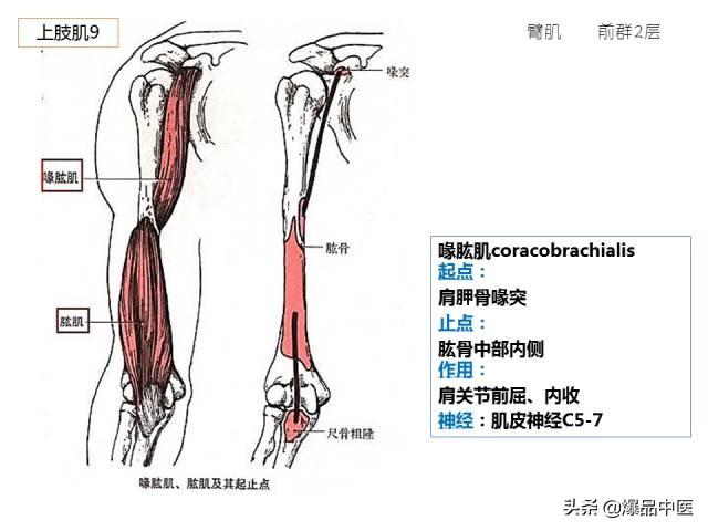 人体功能解剖