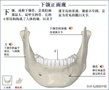 人体骨骼系统（好图）建议大家收藏