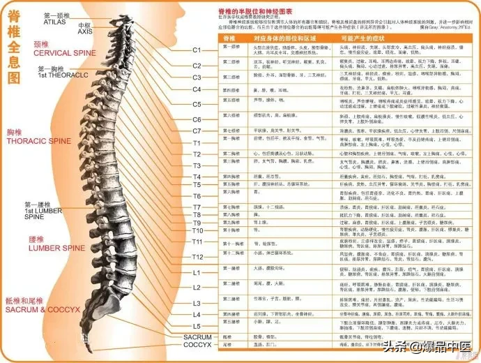 值得好好看：针灸、按摩全息之精髓（全身投影图）