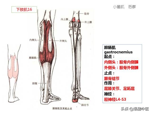 人体功能解剖