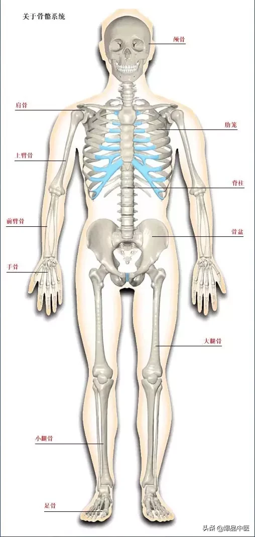 人体骨骼系统（好图）建议大家收藏