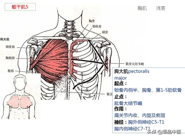 人体功能解剖