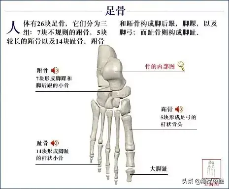 人体骨骼系统（好图）建议大家收藏