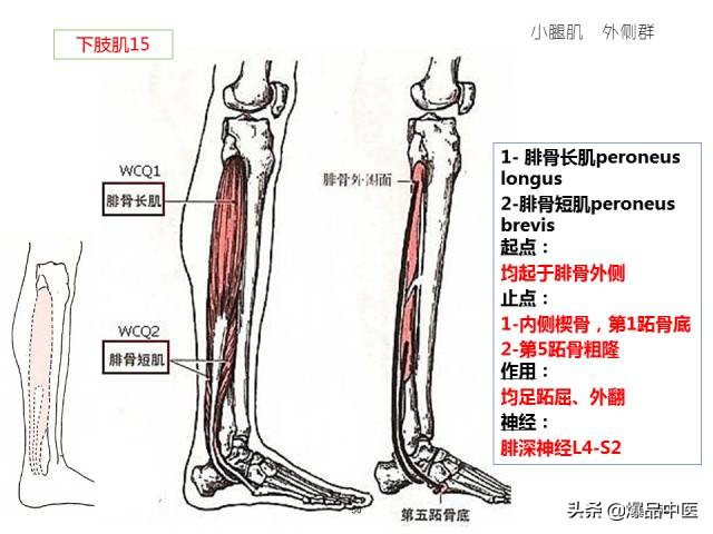 人体功能解剖