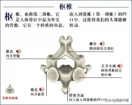 人体骨骼系统（好图）建议大家收藏