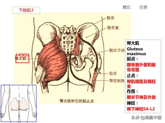 人体功能解剖