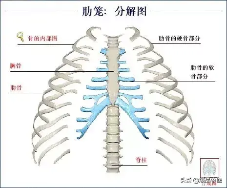 人体骨骼系统（好图）建议大家收藏