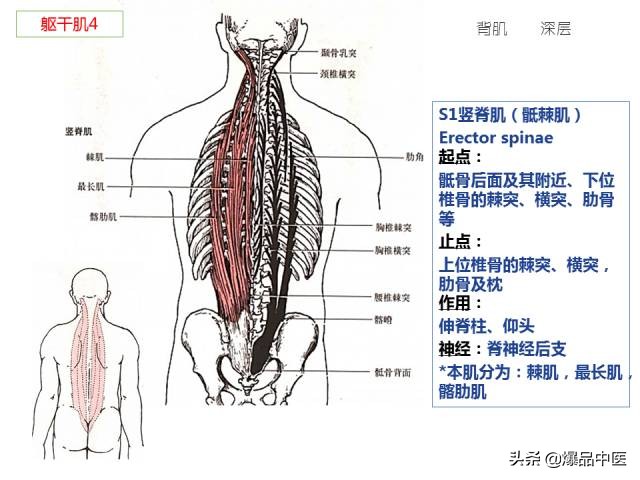 人体功能解剖