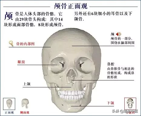 人体骨骼系统（好图）建议大家收藏