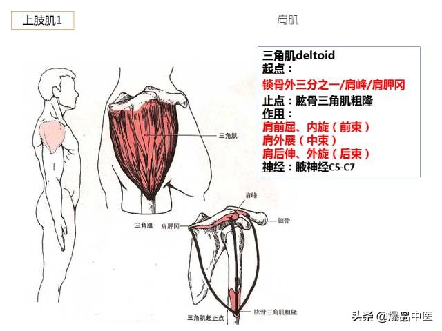 人体功能解剖