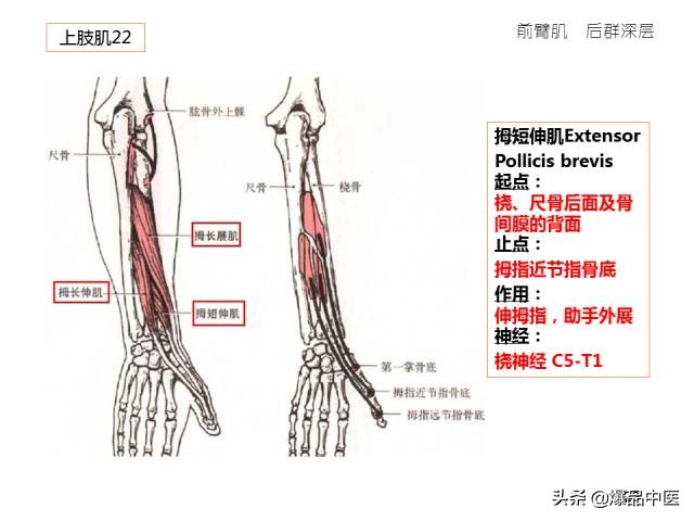 人体功能解剖