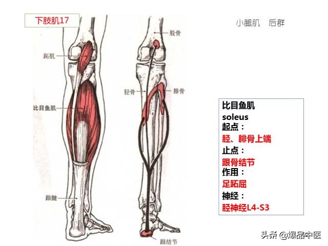 人体功能解剖