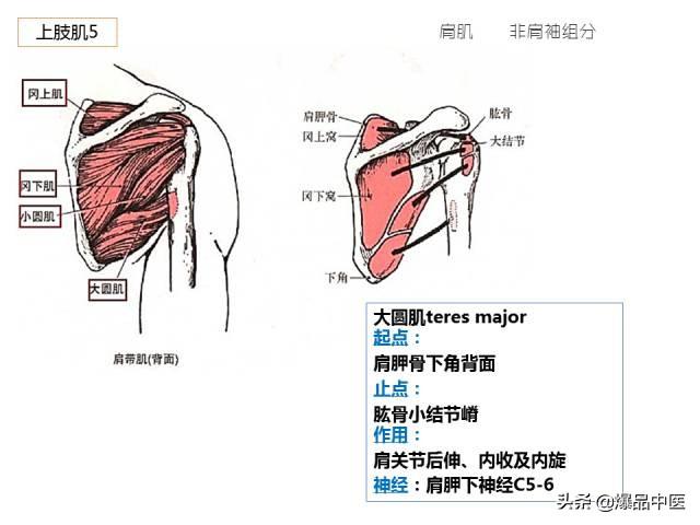 人体功能解剖