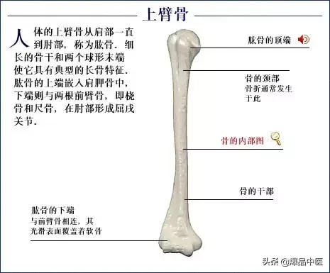 人体骨骼系统（好图）建议大家收藏