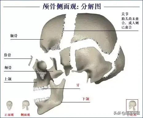 人体骨骼系统（好图）建议大家收藏