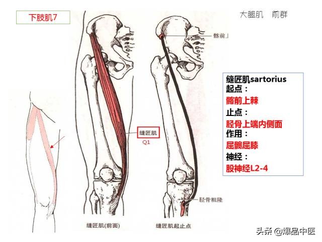 人体功能解剖