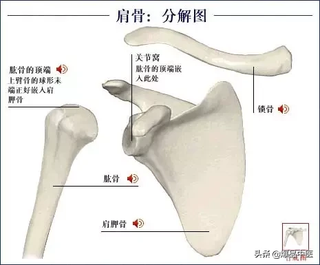 人体骨骼系统（好图）建议大家收藏