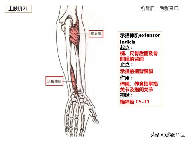 人体功能解剖