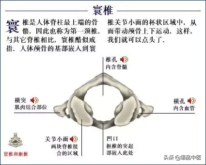 人体骨骼系统（好图）建议大家收藏