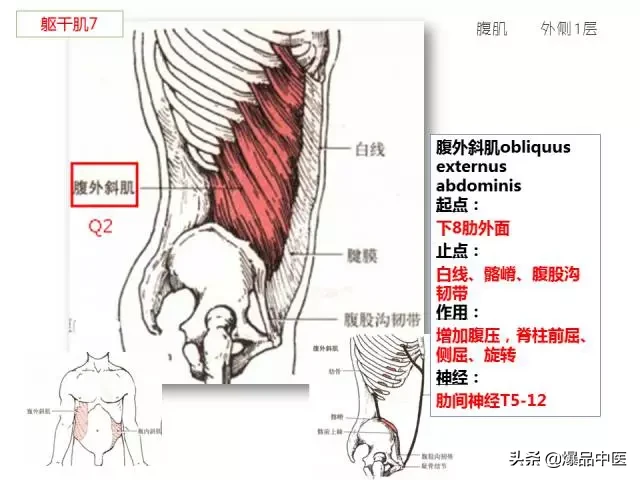 人体功能解剖