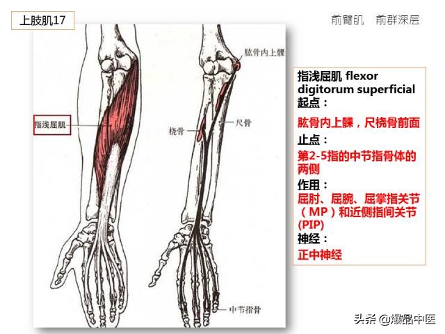 人体功能解剖