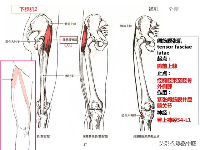 人体功能解剖