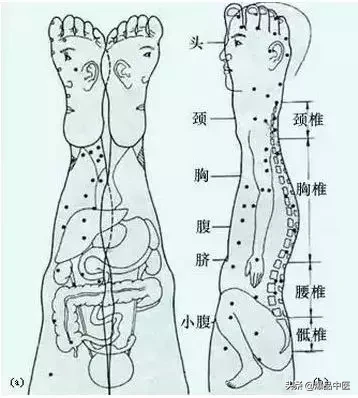 值得好好看：针灸、按摩全息之精髓（全身投影图）