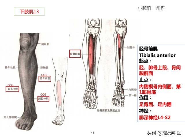 人体功能解剖